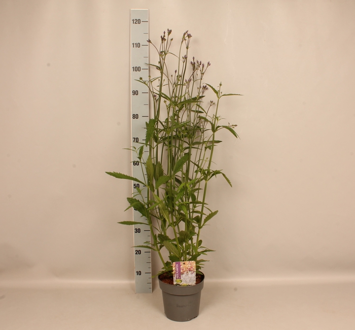 <h4>vaste planten 19 cm  Verbena Lavender Spires</h4>