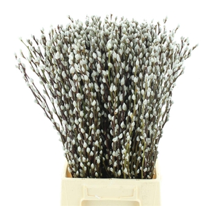 SALIX CA SNOW FLAKE