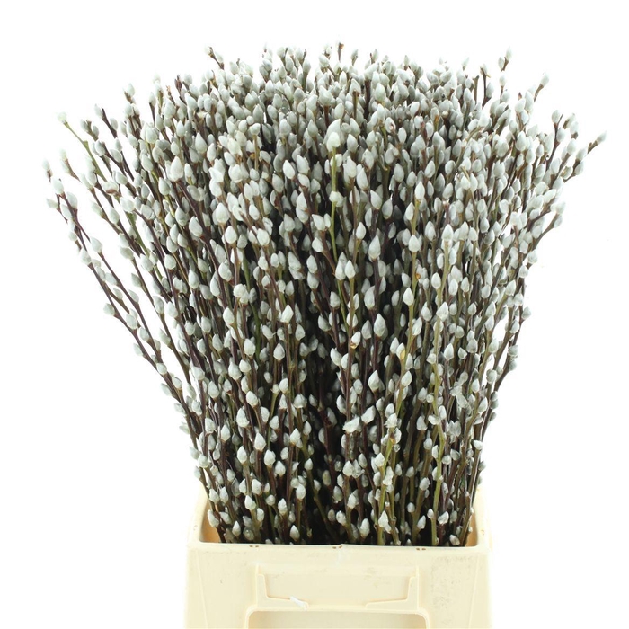 <h4>SALIX CA SNOW FLAKE</h4>