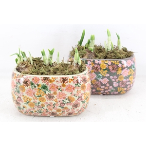 arr4 Narcis FL - Late fashion ovaal