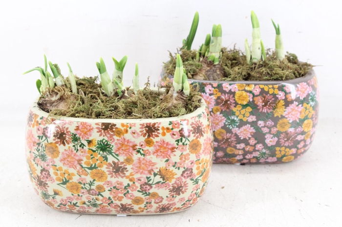 <h4>arr4 Narcis FL - Late fashion ovaal</h4>