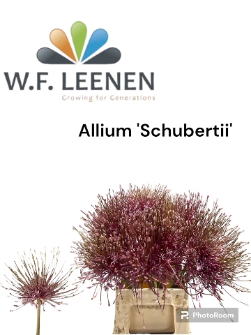 Allium Schubertii 865 25