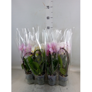 Phalaenopsis  'Elegant Cascade'