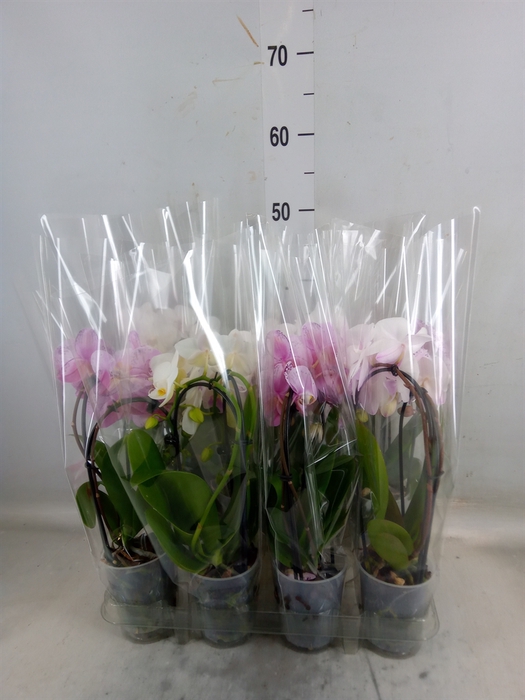 <h4>Phalaenopsis  'Elegant Cascade'</h4>