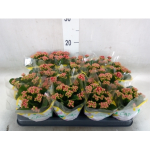 Kalanchoe blos. 'Calandiva Rubio'