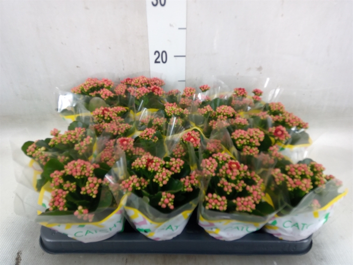 <h4>Kalanchoe blos. 'Calandiva Rubio'</h4>