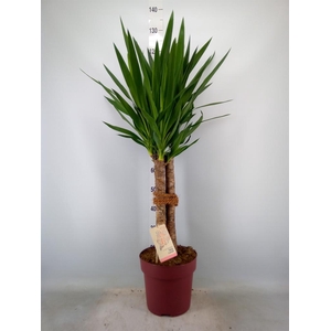 Yucca elephantipes ...