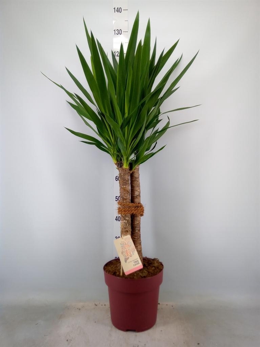 <h4>Yucca elephantipes ...</h4>