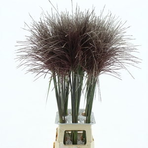 Miscanthus Rotfeder