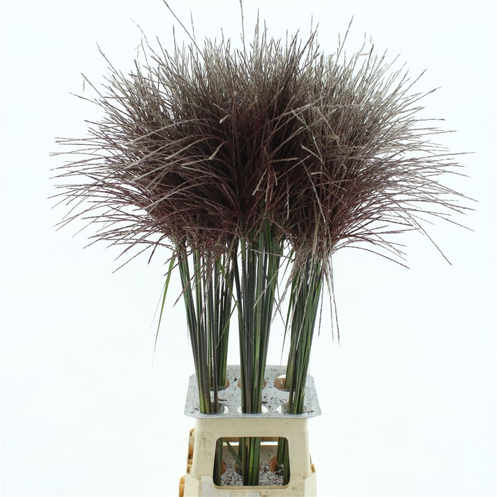<h4>Miscanthus Rotfeder</h4>