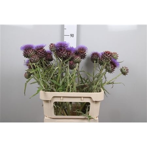 Cynara Sc Opal