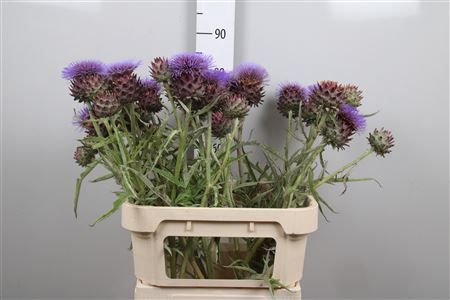 <h4>Cynara Sc Opal</h4>