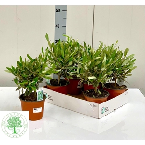 OLEA EUROPAEA