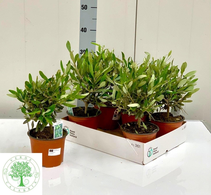 <h4>OLEA EUROPAEA</h4>