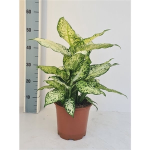 Dieffenbachia Amy