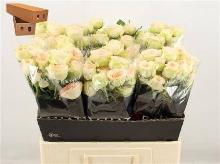 <h4>R Tr Pavlova</h4>