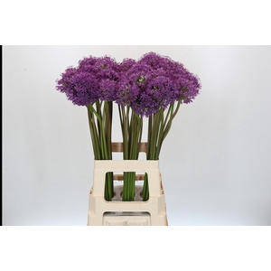 Allium Gladiator