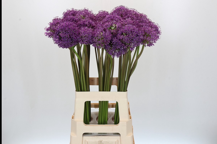 Allium Gladiator