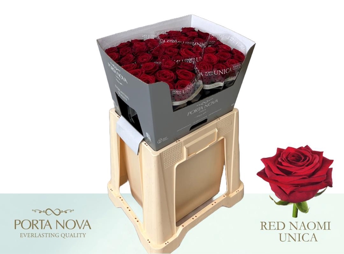 <h4>R Gr Red Naomi! Unica 60-34</h4>