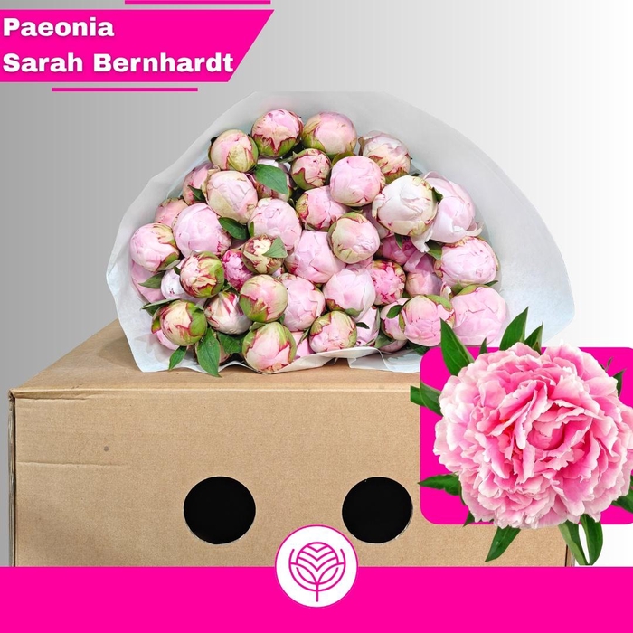 <h4>PAEO L SARA BERNHARD</h4>
