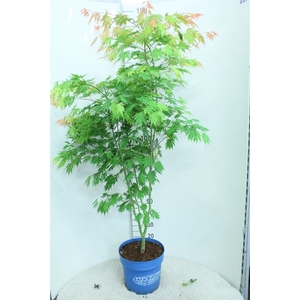 Acer  'Arctic Jade'