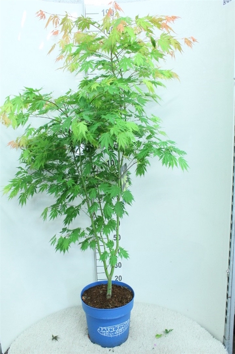 <h4>Acer  'Arctic Jade'</h4>