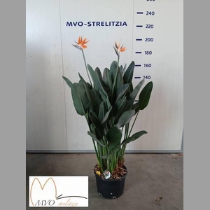 STRELITZIA REGIN BL