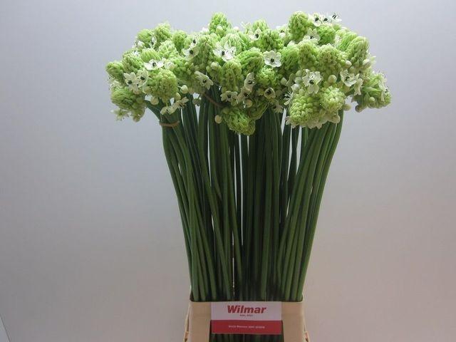 <h4>Ornit Saundersiae</h4>