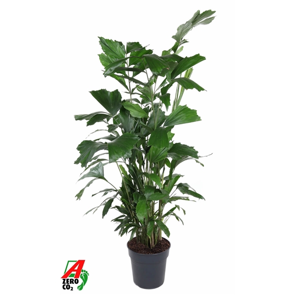 <h4>Caryota Mitis P27</h4>