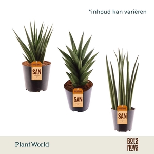Sansevieria Cylindrica