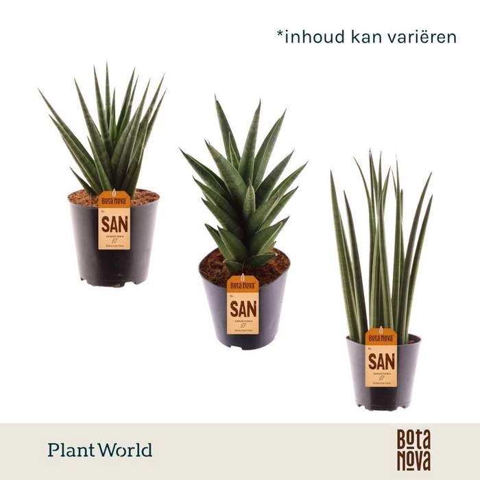 <h4>Sansevieria Cylindrica</h4>