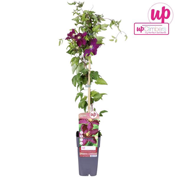 Clematis Niobe P15