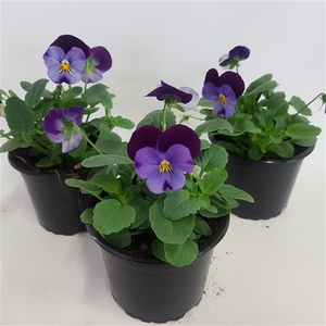 Viola cornuta demin