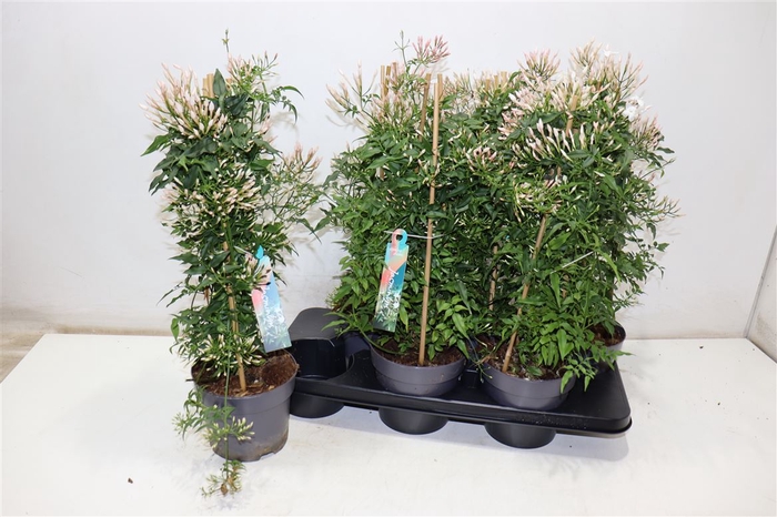 <h4>Jasm Polyanthum Wit</h4>