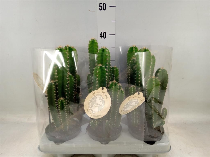 <h4>Cereus   ...</h4>