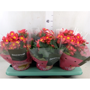 Begonia elat. HL 'Valentino Pink'