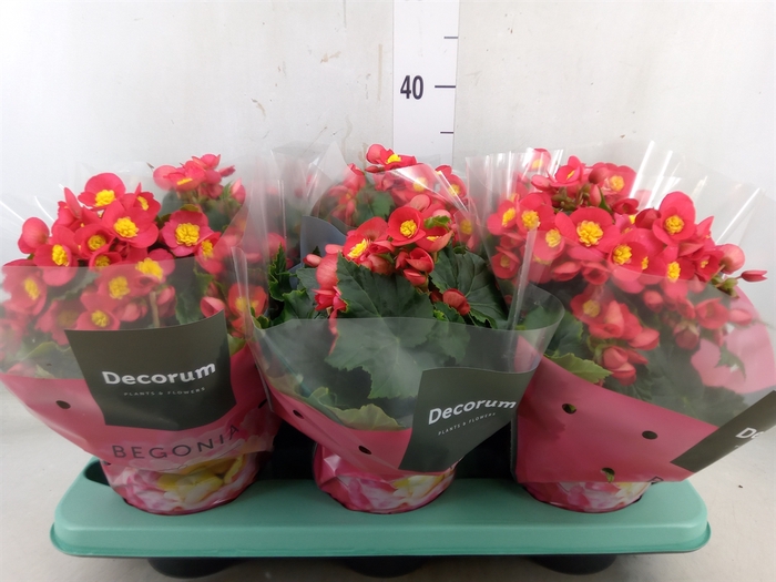 <h4>Begonia elat. HL 'Valentino Pink'</h4>