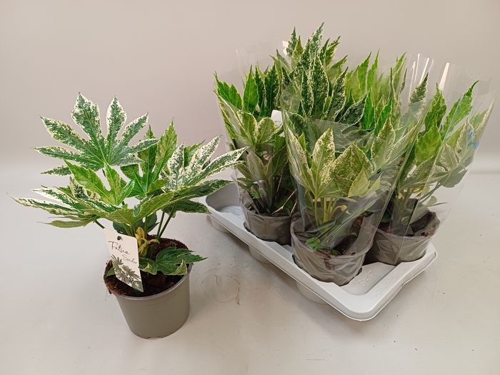 <h4>FATSIA VARIEGATA</h4>