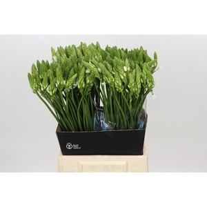 Ornithogalum Mount Fuji