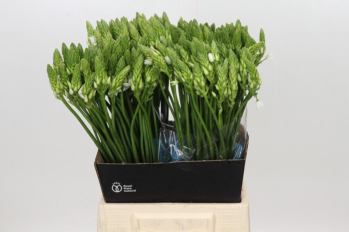 <h4>Ornithogalum Mount Fuji</h4>
