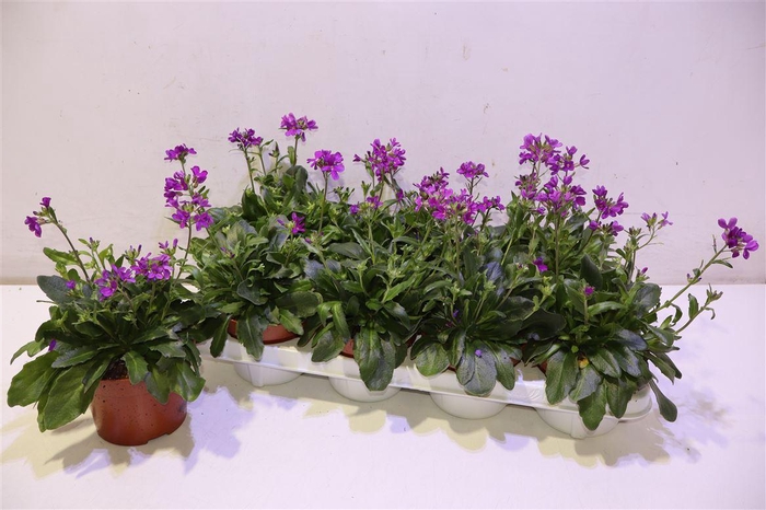 <h4>Arabis C Rosea</h4>