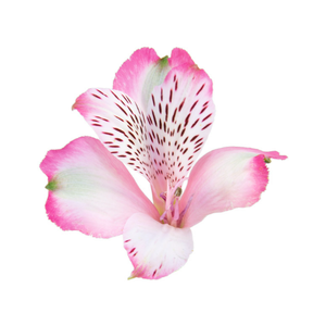 ALSTROEMERIA PINK SURPRISE 080 CM
