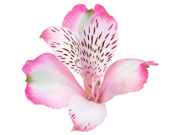 <h4>ALSTROEMERIA PINK SURPRISE 080 CM</h4>