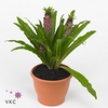 Eucomis Leia