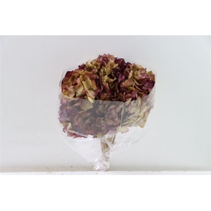 Pres Hydr Natural Purple Bunch