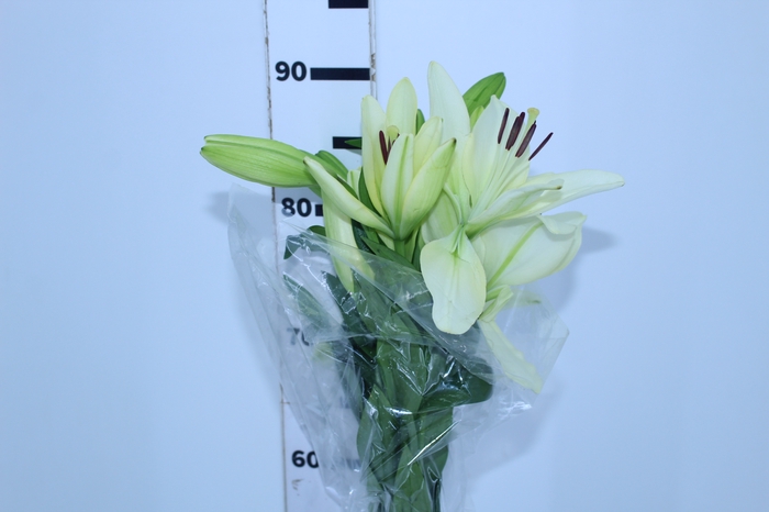 LIRIO RODENGO 090 CM HT 2/3 FLS BRANCO