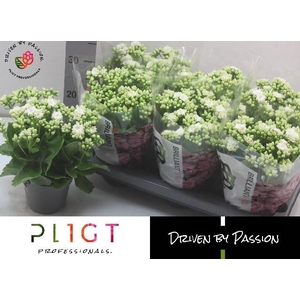 KALAN CALAN WHITE GRETA P14