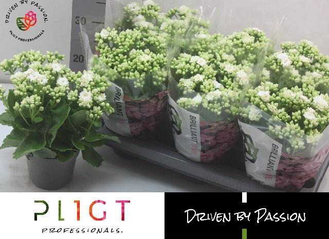 <h4>KALAN CALAN WHITE GRETA P14</h4>