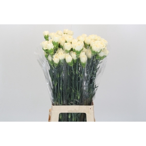 Dianthus St Rodas Creme