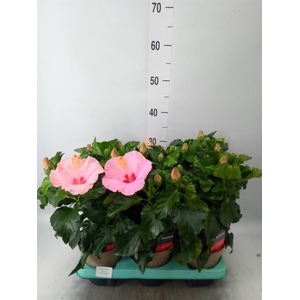 Hibiscus rosa-sin. 'Jersey'